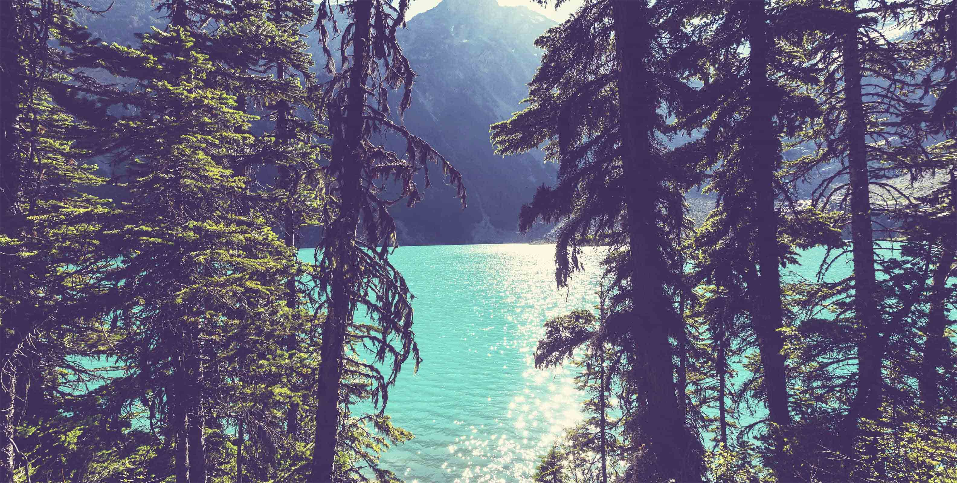 Lake Joffre Through the Trees Wall Mural by Walls Need Love®