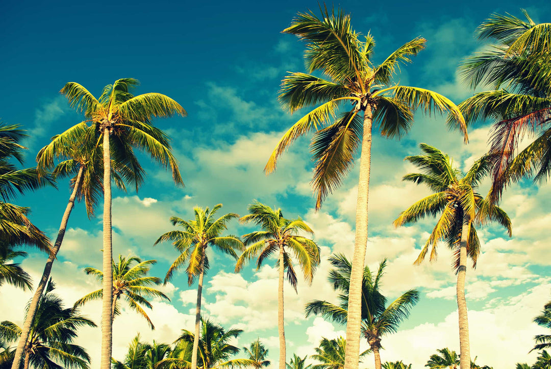 Tropical Sky wall mural full design | Walls Need Love