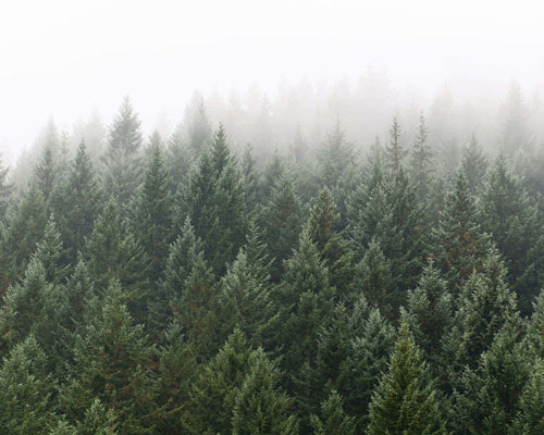 Winter Mist Wall Mural by Walls Need Love®