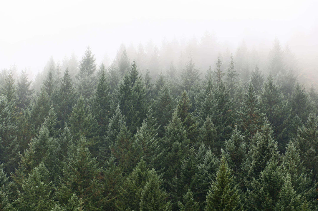 Winter Mist Wall Mural by Walls Need Love®