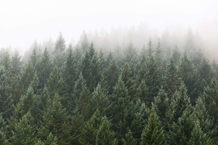 Winter Mist Wall Mural by Walls Need Love®