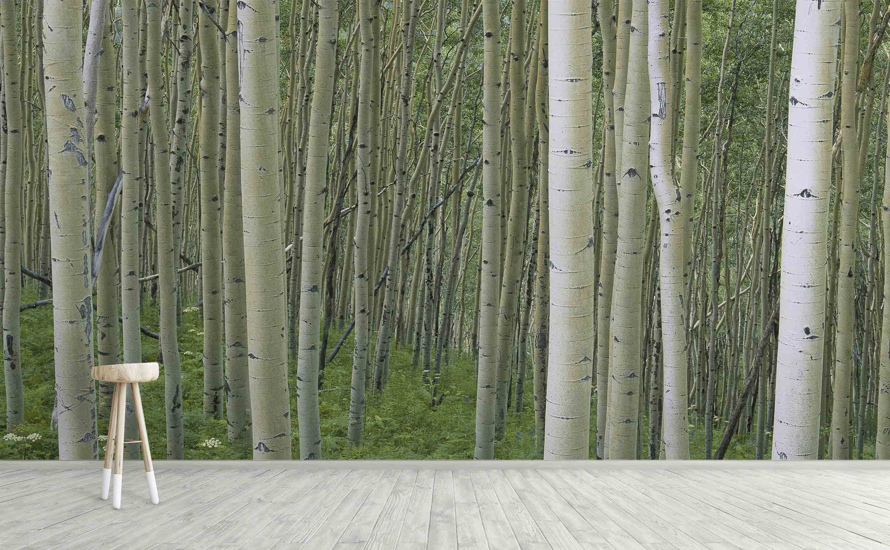 Birch Forest Wall Mural by Walls Need Love®