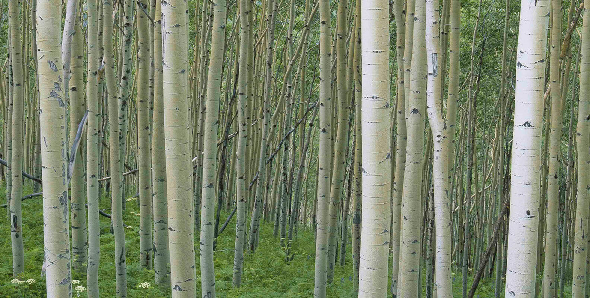 Birch Forest image