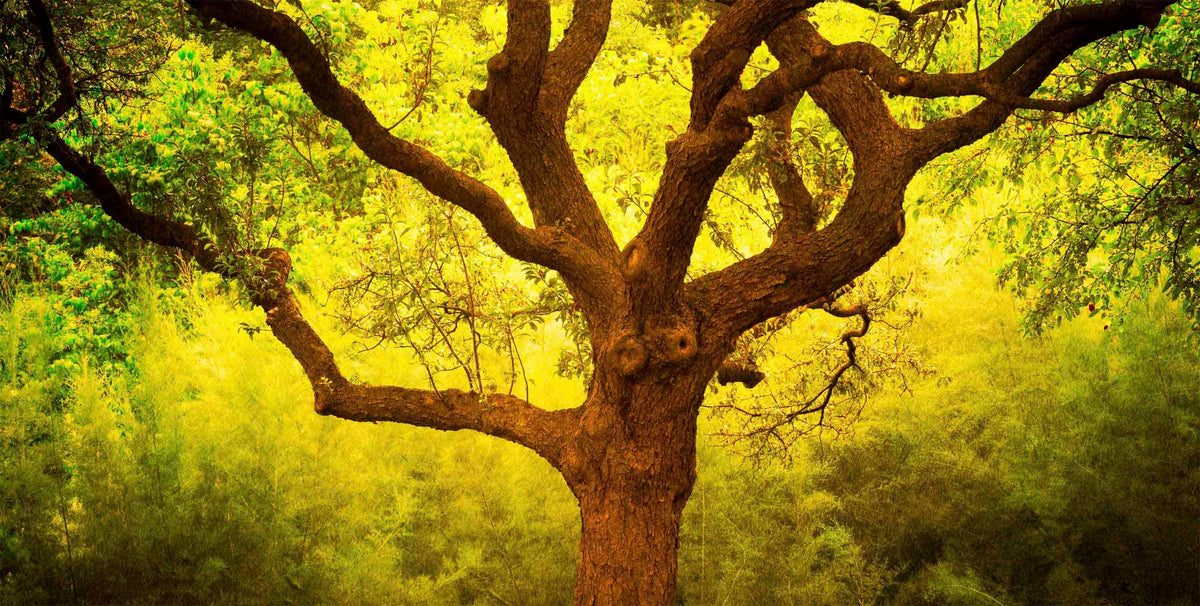 Tree Of Life Cantigney Park Il image
