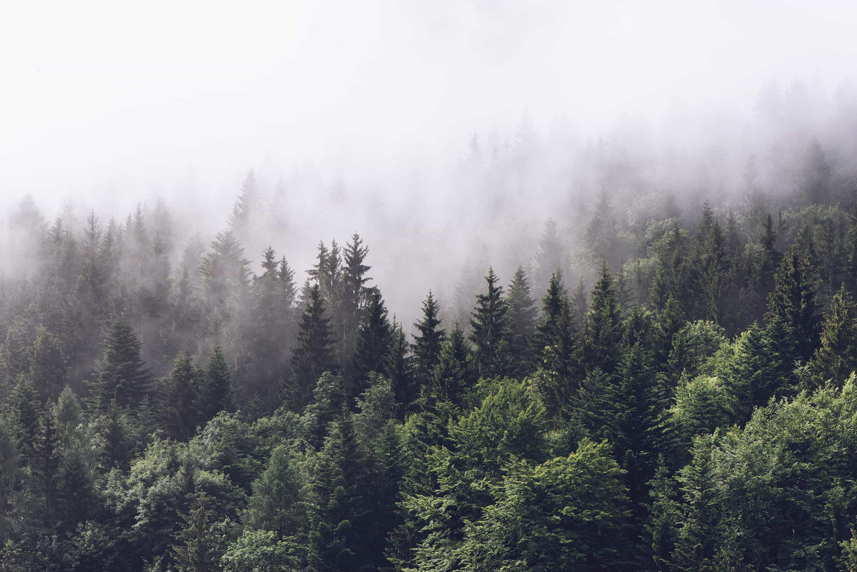 Misty Forest image