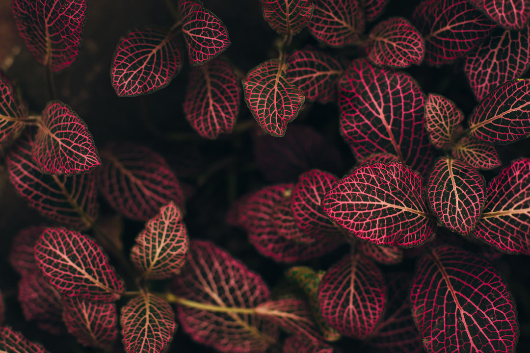 Planted Dreams Wall Mural by Walls Need Love®