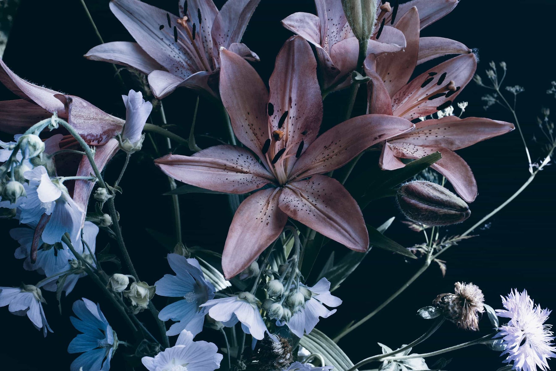 Daisy Flowers Blue Sky White Flowers Best 4K iPhone And 6K Android Desktop  5K 8K Lock Screen Home Screen Wallpapers Backgrounds And Screensavers 2025  — Free iPhone Wallpaper (4K/HD) | 2026, image size:1800x1201