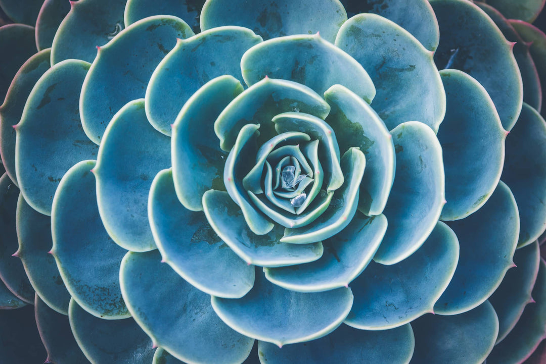 succulent wall mural Royal Rosette | Wallpaper Mural