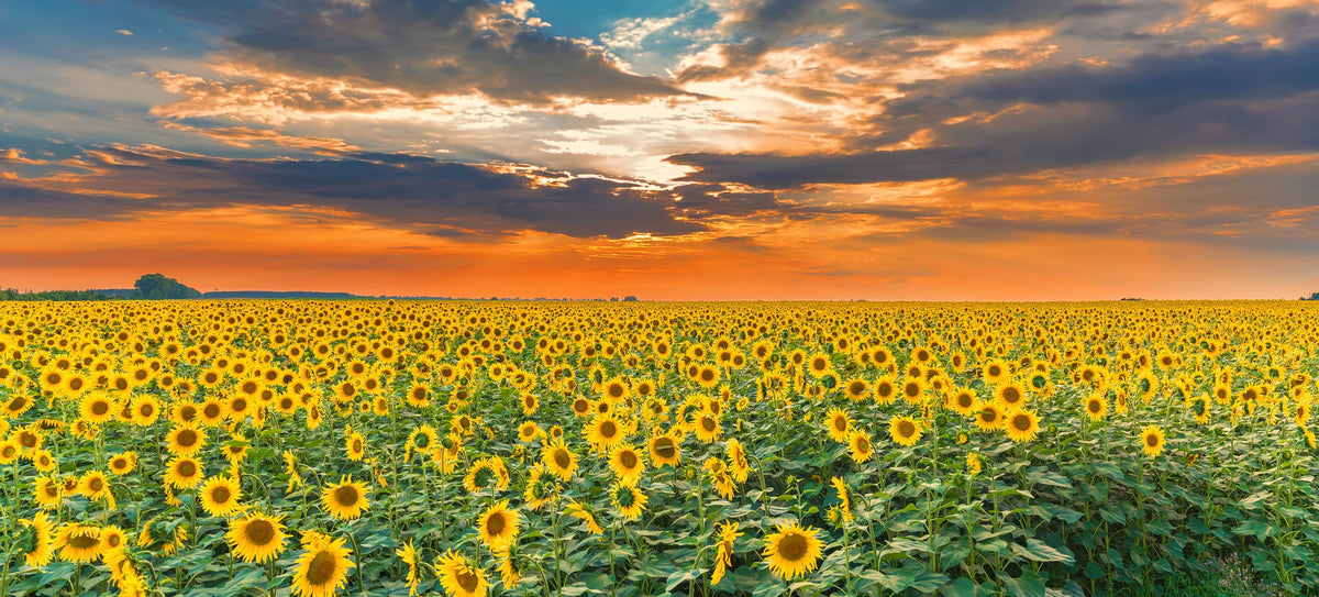 Setting Sunflower image