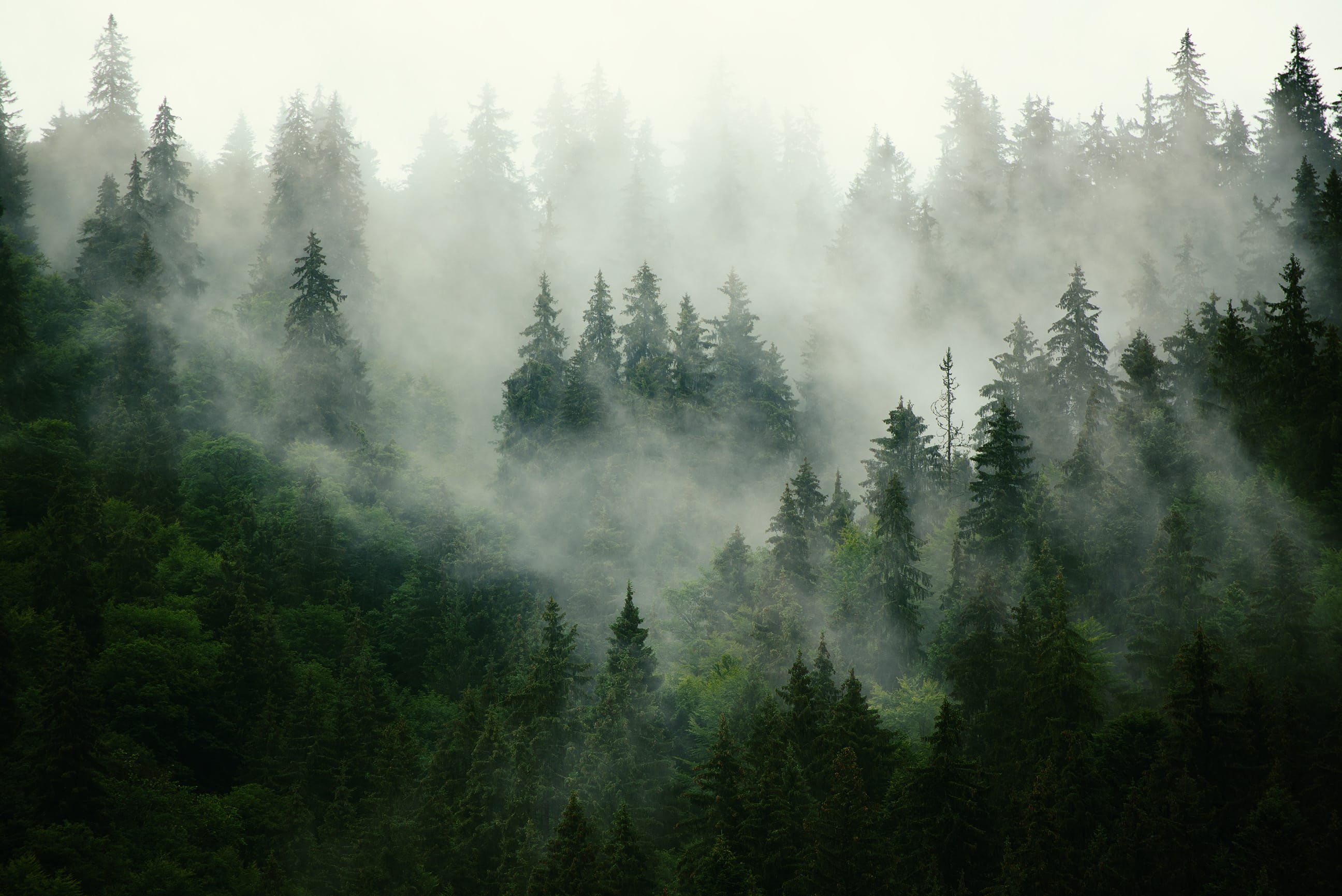 Misty dark green pine forest landscape Wall Mural