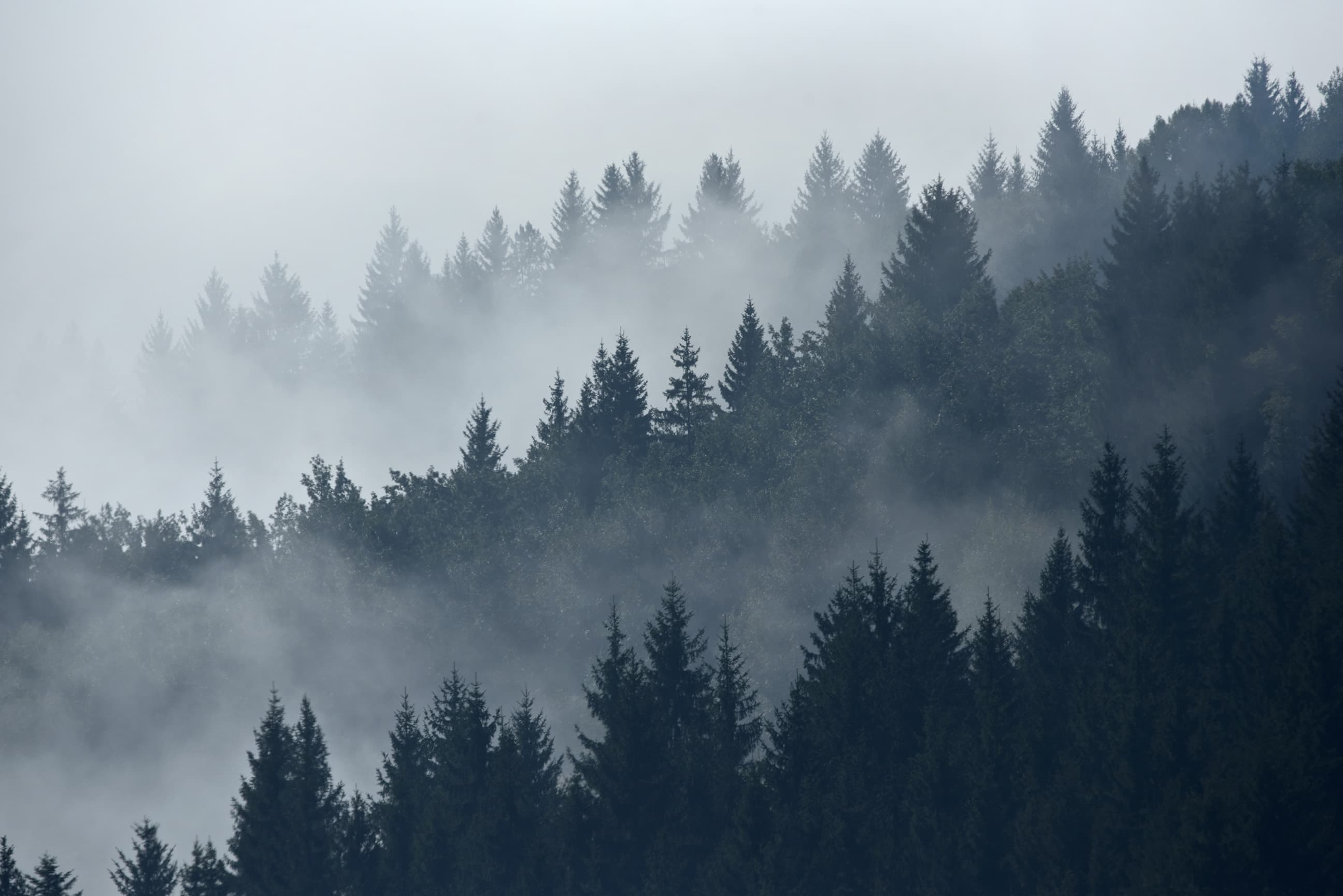 Grey green misty pine forest landscape Wall Mural