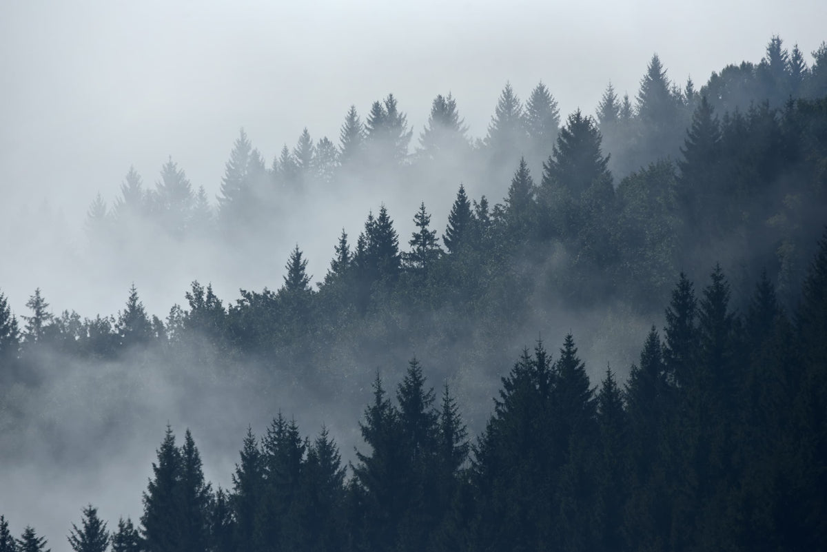 Misty Pine image