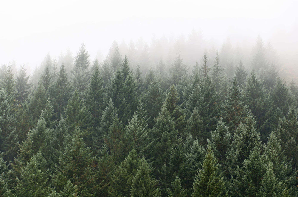 Winter Mist Wall Mural by Walls Need LoveÂ®