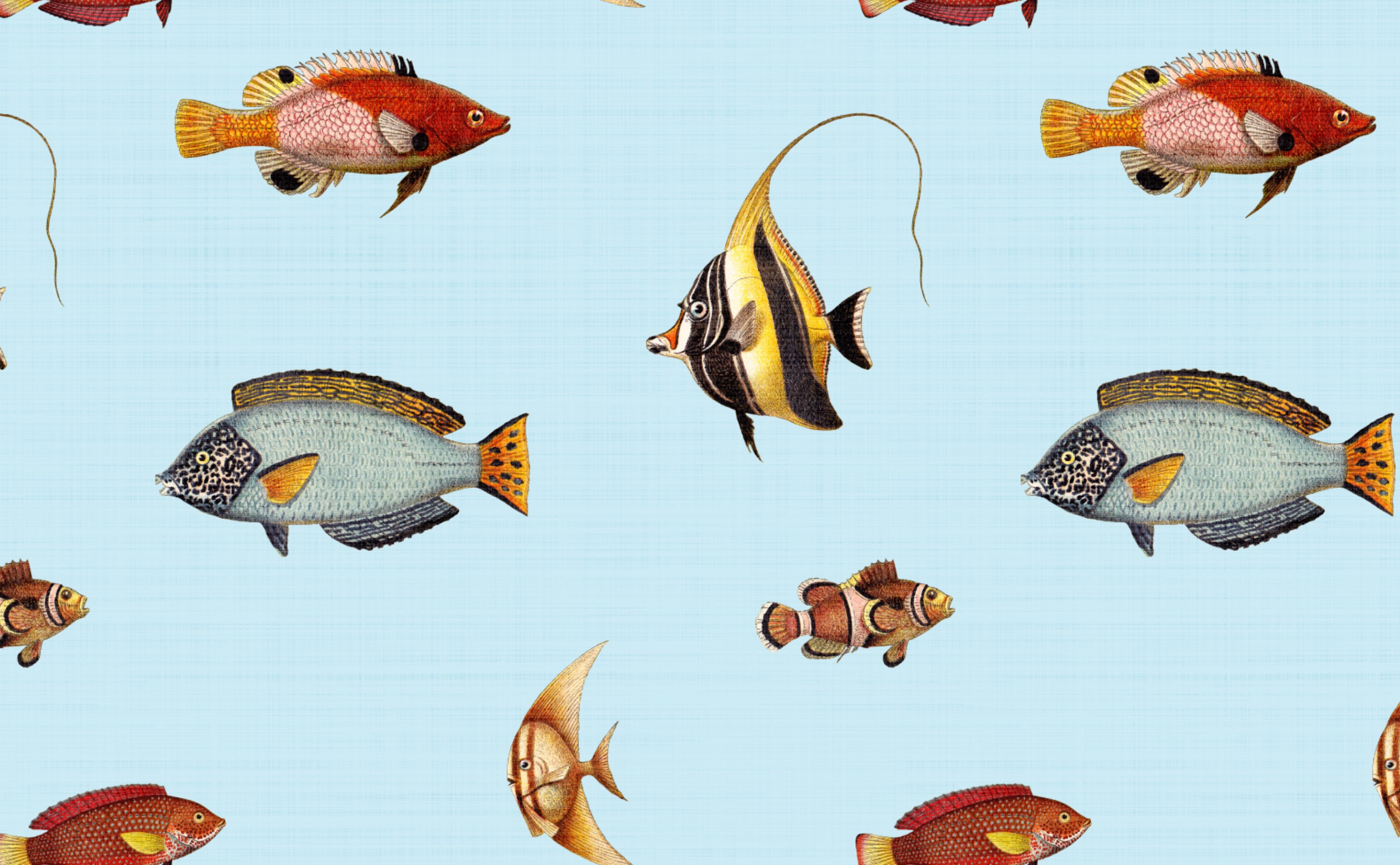 Ocean Reef Fish Wallpaper for Walls | Marine Life