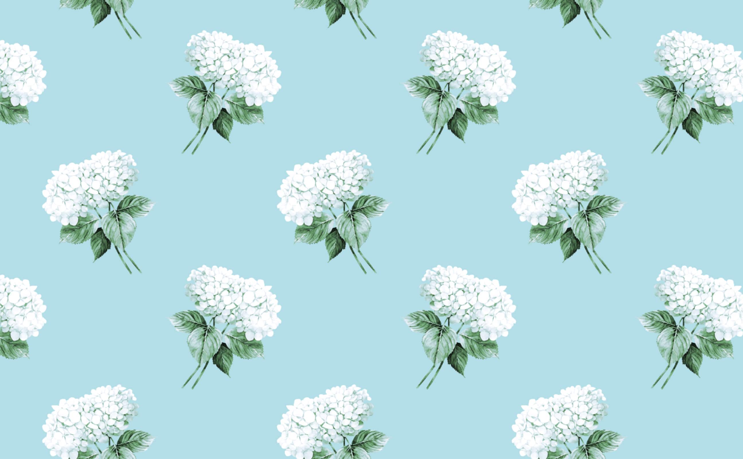 White hydrangea bouquet robins egg blue background Wallpaper for Walls